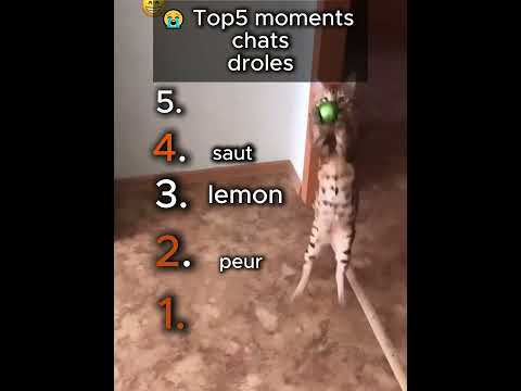 top5 moments chats plus droles #ranking #funny #top5 #chat #cat
