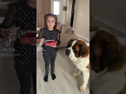 Tranquille #shortvideo #short #saintbernard #dog