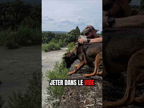 travailler la confiance.     #educateurcanin #malinois #chien #animauxdecompagnie