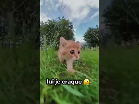 trop extraordinaire 🥰 #chat #cat #animaux #animals #shorts #trending #pets #cutecat