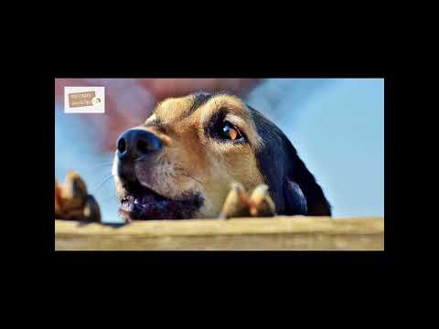 Truffinade – Le chien qui aboie