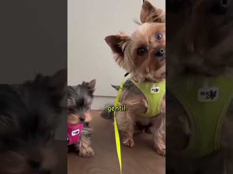 Tu pense quoi de. ette race de chien #animal #chien
