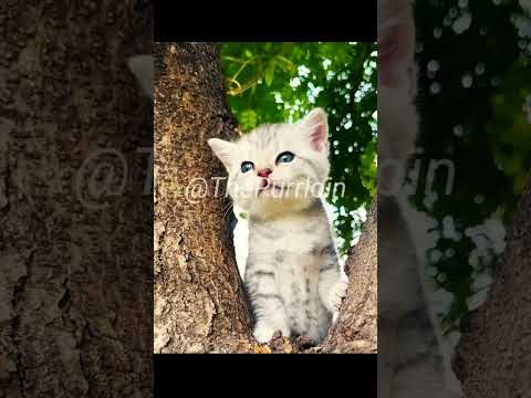 Un adorable chaton qui miaule doucement | Trop mignon ! 🐱💕