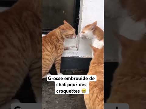 Un chat bagarreur ta seule issue c’est la bagarre 😭