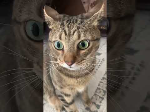 Un chat en COLÈRE !