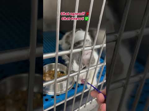 Un chat énervé mais pas agressif en clinique vétérinaire 😂😂 #cat #humoristefrancais #chat #animals