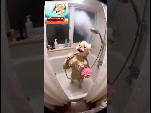 un chat qui chante sous la douche 😻 #cat #shorts #cute