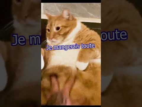 Un chat qui coûte cher en croquettes #animaux #animaux_rigolos #chat