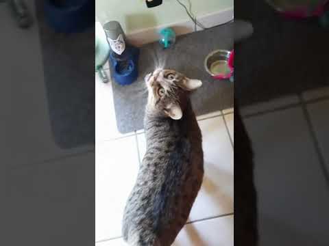 Un chat sourd ça miaule ? Démonstration avec Bébé 😸 #shorts #chats