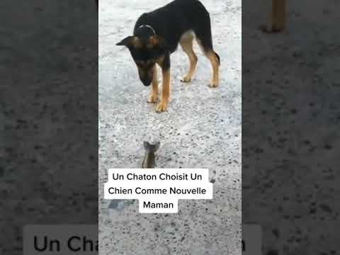 Un Chaton Choisit Un Chien Comme Nouvelle Maman
