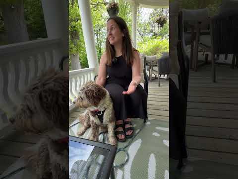 Un chien à deux poils d’une surdose de méthadone à Fredericton | Videojournal