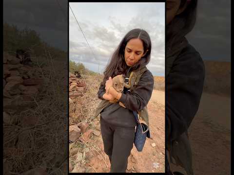 Un chien abandonné devant notre refuge. #chien #animaux #animals #sauvetage