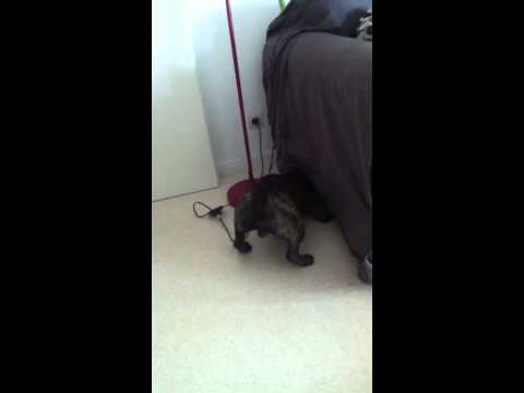 Un chien aboie sous un canapé