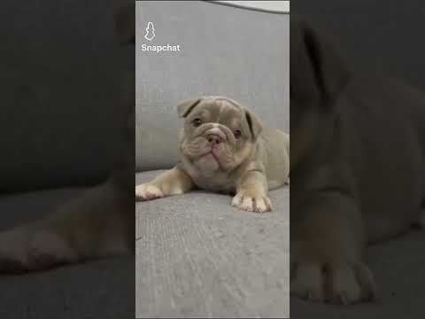 un chiot aboie