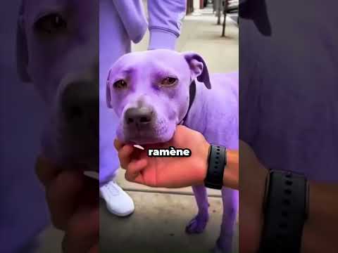 Un homme sauve un Chien Violet d'un Propriétaire abusif