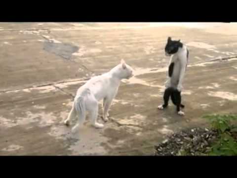 Un simple chat combat un chat boxeur !