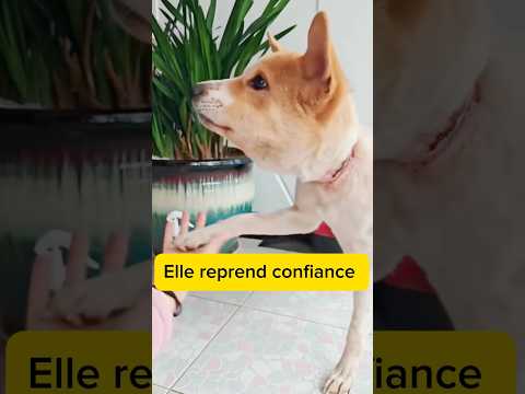 Une chienne sauvée d’un fil de fer😢💔