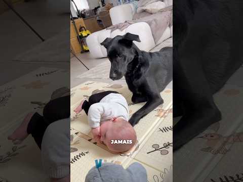 Une relation chien/bébé incroyable ✨👶🏼 #bebe #chien #relation #amour #jeunemaman #parents