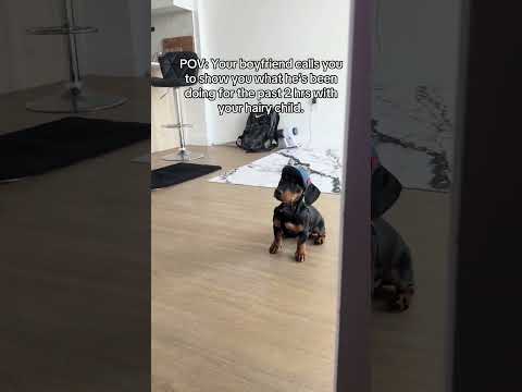 @uppercaseangie: They are too cute together 😂 #dog #dogvideos
