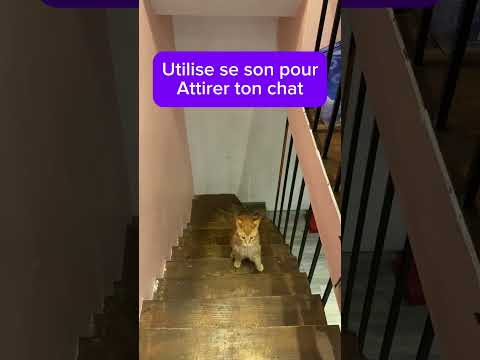 Utilise se son pour attirer ton chat ! #cat #chat