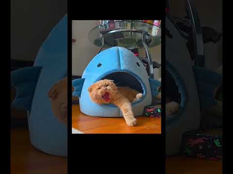 @Vegasscotishfold #cat #tiktok #funny #catlover #cute #pets #animals #top #shorts #memes #love #