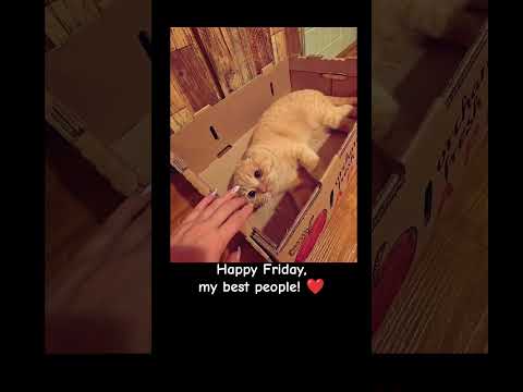 @Vegasscotishfold #cat #tiktok #funny #catlover #cute #pets #animals #top #shorts #memes #love #