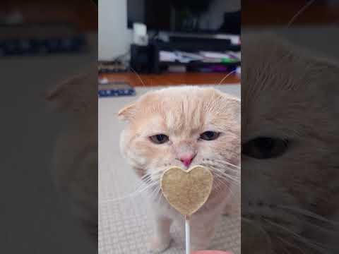 @Vegasscotishfold #cat #tiktok #funny #catlover #cute #pets #animals #top #shorts #memes #love #
