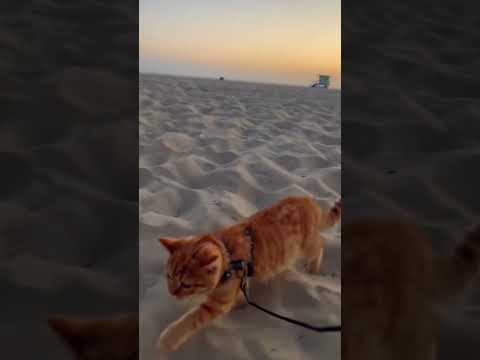 very cute cats 🥰 #cat #chat #animals #animaux #trending #cute #pets #kitten #fyp #meow #viral