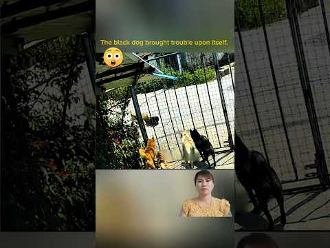 Video of a dog; the black dog gets itself into trouble. #animal _025#animals #shorts