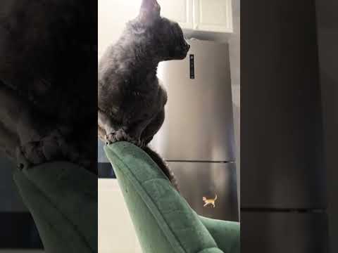 #vocaloid #cat #kitten #cover #cute #pets #funny #song #animals #cutecat #chat #sphynx #kitty 🐈
