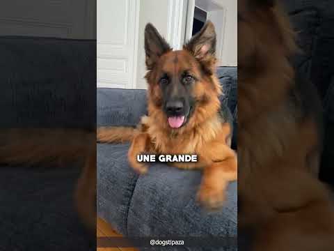 Voici le Berger Allemand 🦮