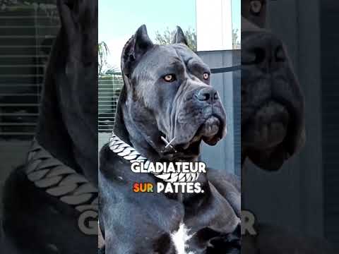 voici les trois chiens les plus dangereux au monde le troisième est turc