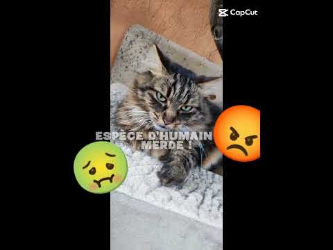 Voici mon chat en colère H24