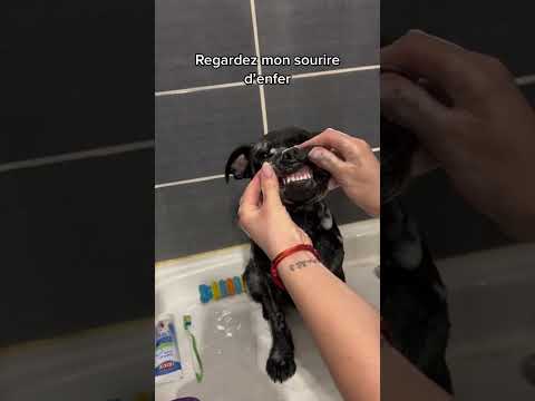 Voilà la routine parfaite pour laver votre chien mignon