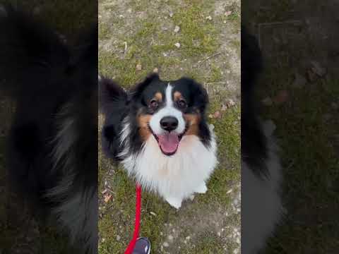 Voilà notre mésaventure 🥲 #chien #animal #bergeraustralien