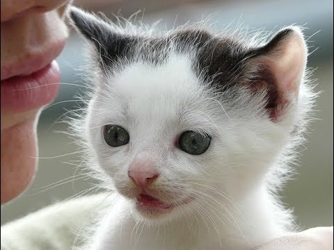 Voix d'un petit Chat 🤗😻💖 صوت قطة صغيرة روعة