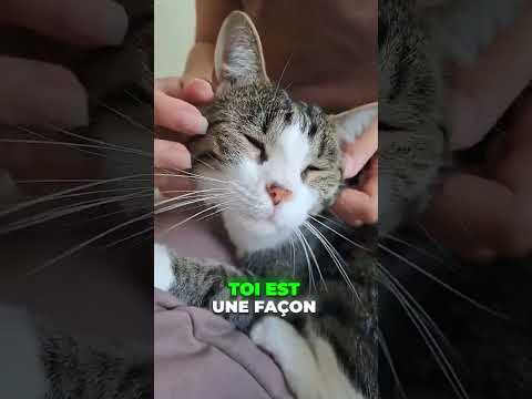 Votre chat miaule aussi le matin ? #chat #chaton #cats #catslove #animaux #catshorts #catsvideo