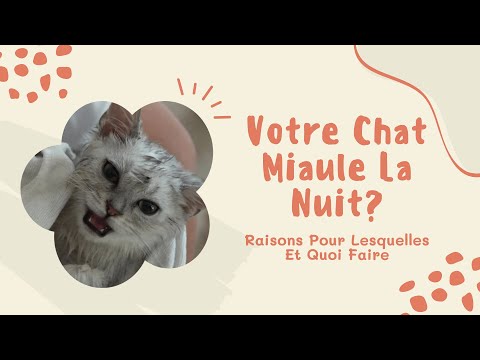 Votre Chat Miaule La Nuit? Raisons Pour Lesquelles Et Quoi Faire 🐱