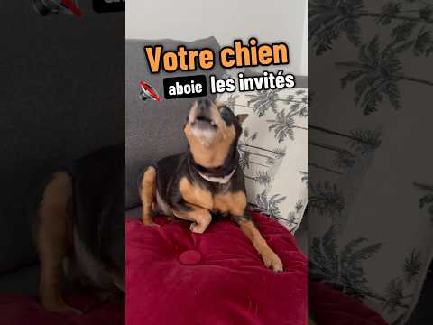 Votre chien aboie comme ça? 🐶