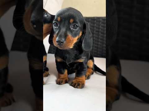 Votre chien est il aussi drôle ?😂 #cutepets #animallover #chien #animal #teckel