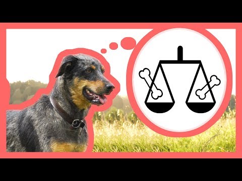 Votre chien est-il un animal moral ? – feat Noké & Cie