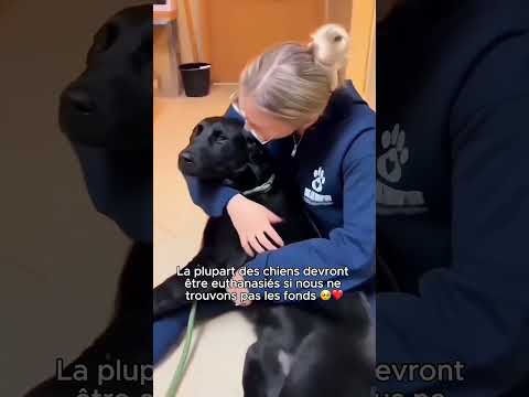 Vous êtes notre dernier espoir 🥹🐕❤️                  #aide #animal #chien