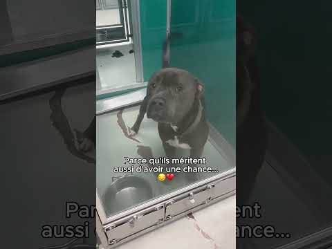 Vous êtes notre dernier espoir 🥹🤎🐕.                  #aide #animal #animals #chien