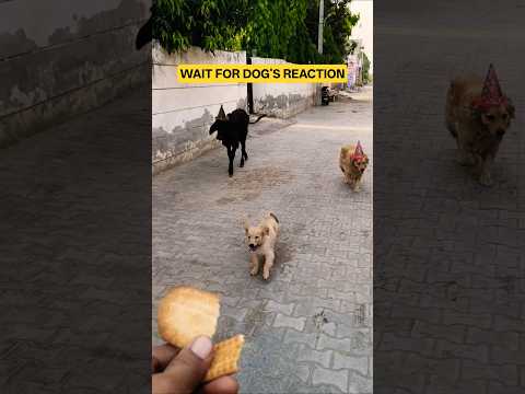 Wait for the dog's reaction… 🥹😂 #shorts #animalfriendship #goldenretriever #CutePuppy #cowlover