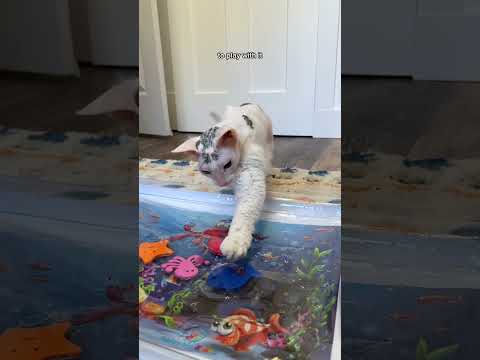 Water Mat for Cats?? 👀 #shorts #pets #cats #sphynx