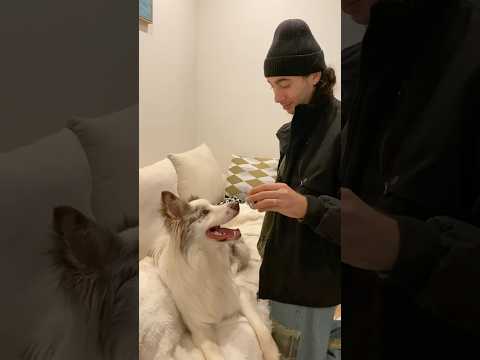 We made a translator for dogs! The future of talking to pets is HERE！ #pettranslator #pettichat