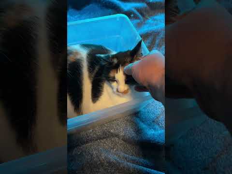 Whatever works #cats #cat #pets #catshorts