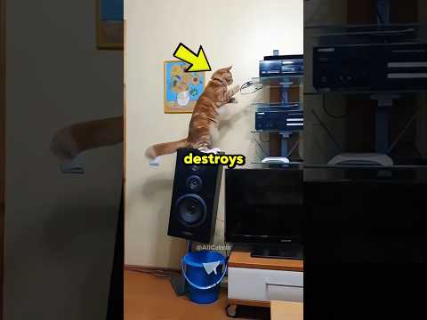 When Your Cat Destroys Your House 😭😹 #cats #pets