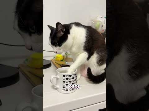 Why do cats love running water?#shorts #pets #foryou #animals #cute #cat