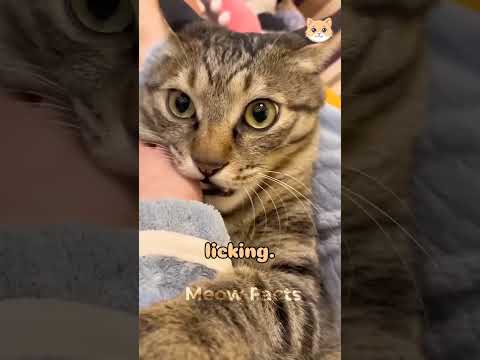 Why does my cat bite me🤔😺 #cats #pets #catcare #cattip #petscare